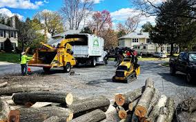 Tree and Shrub Care in Oakfield, WI